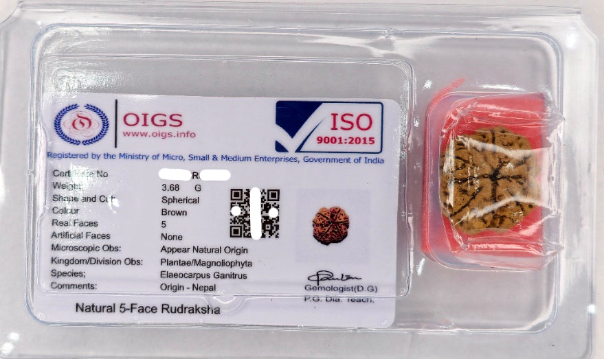 5 Mukhi Rudraksha (Nepal Origin)