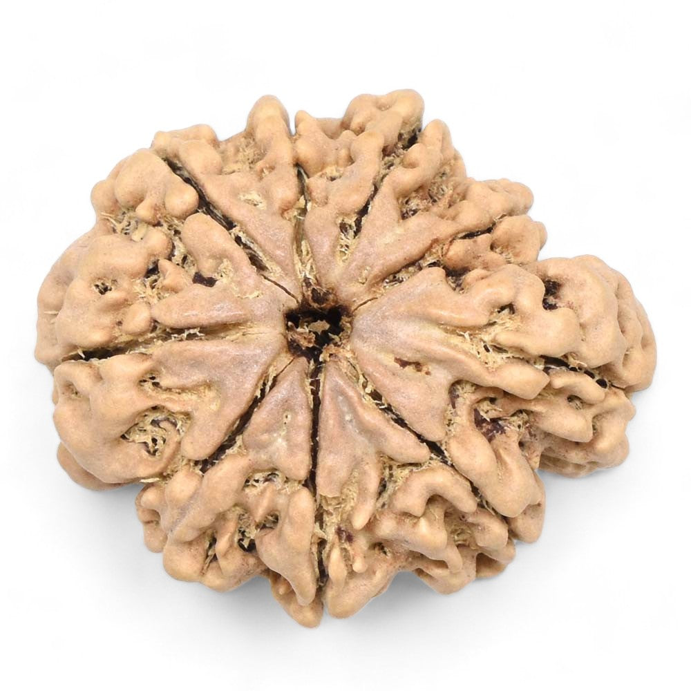 Ramaya Tatva 9 Mukhi Ganesha Rudraksha – Certified Nepal Origin Nine Faced Bead