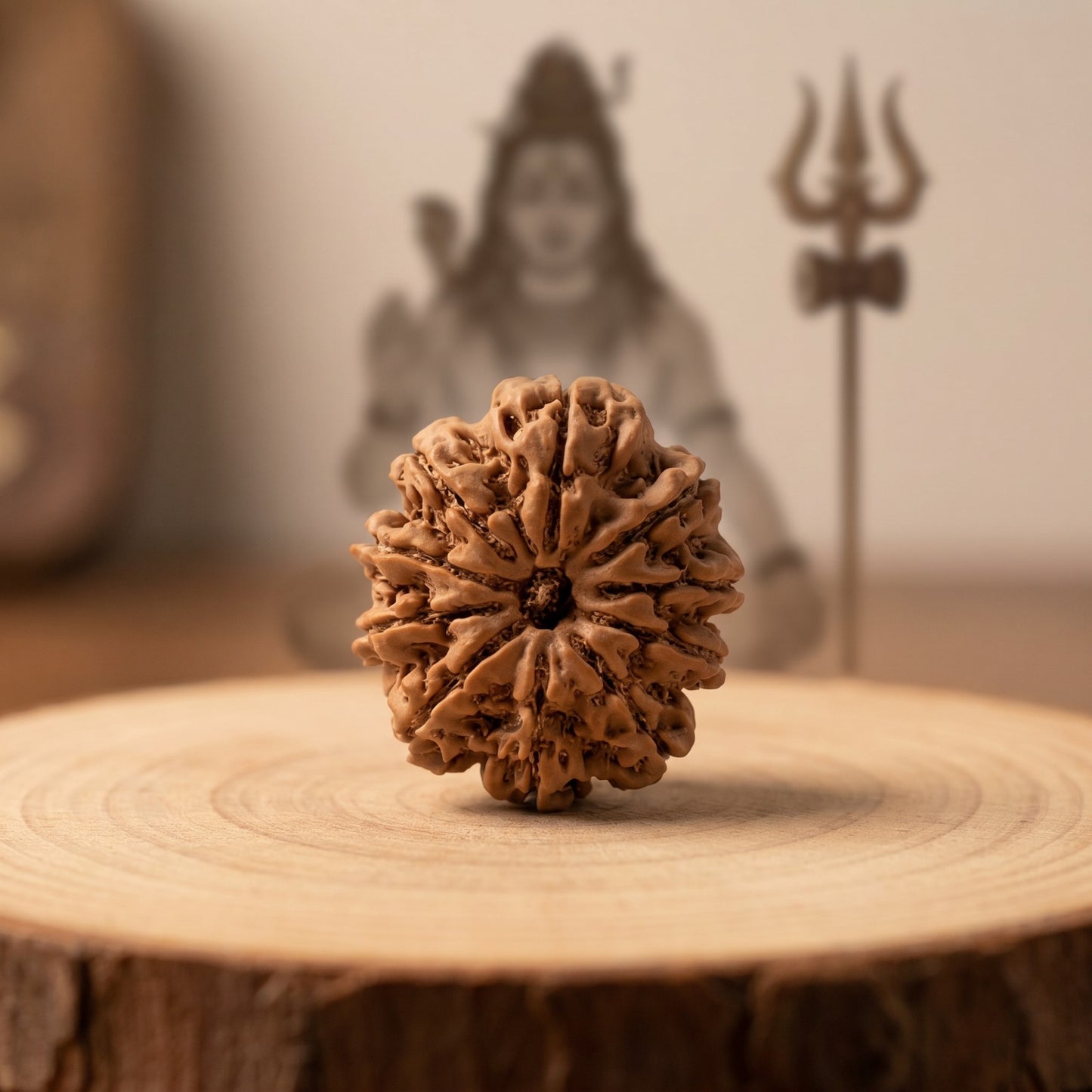 10 Mukhi Rudraksha (Nepal Origin)