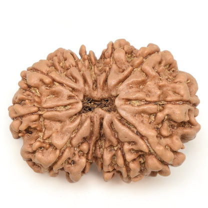 आध्यात्मिक शक्ति और लाभ के लिए (Spiritual benefits of 12 Mukhi Rudraksha)