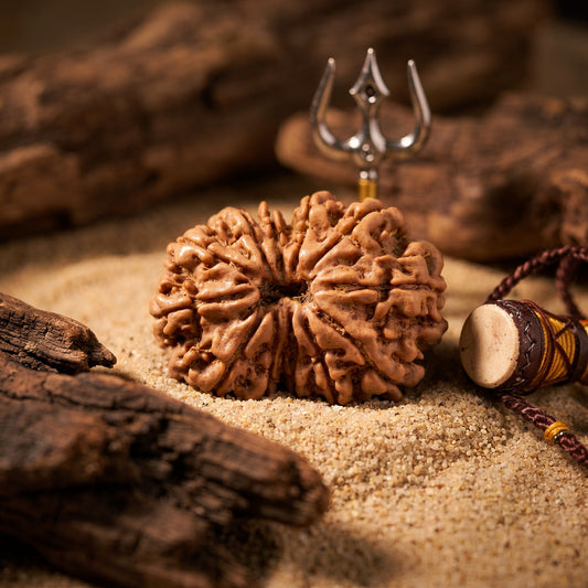 12 Mukhi Rudraksha (Nepal Origin)