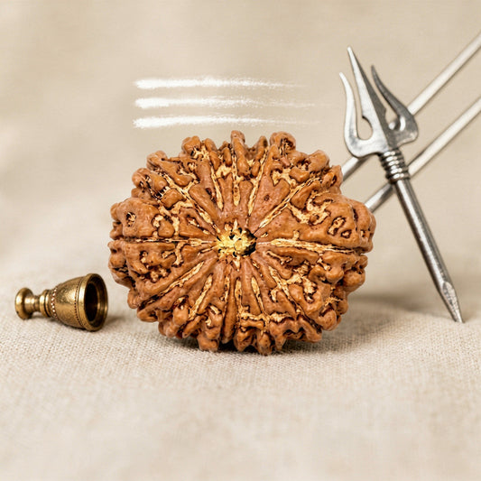 13 Mukhi Rudraksha (Nepal Origin)