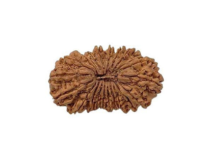 21 Mukhi Rudraksha (Nepal Origin)