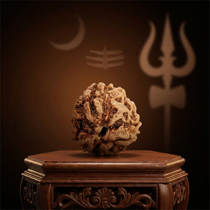 3 Mukhi Rudraksha (Nepal Origin)
