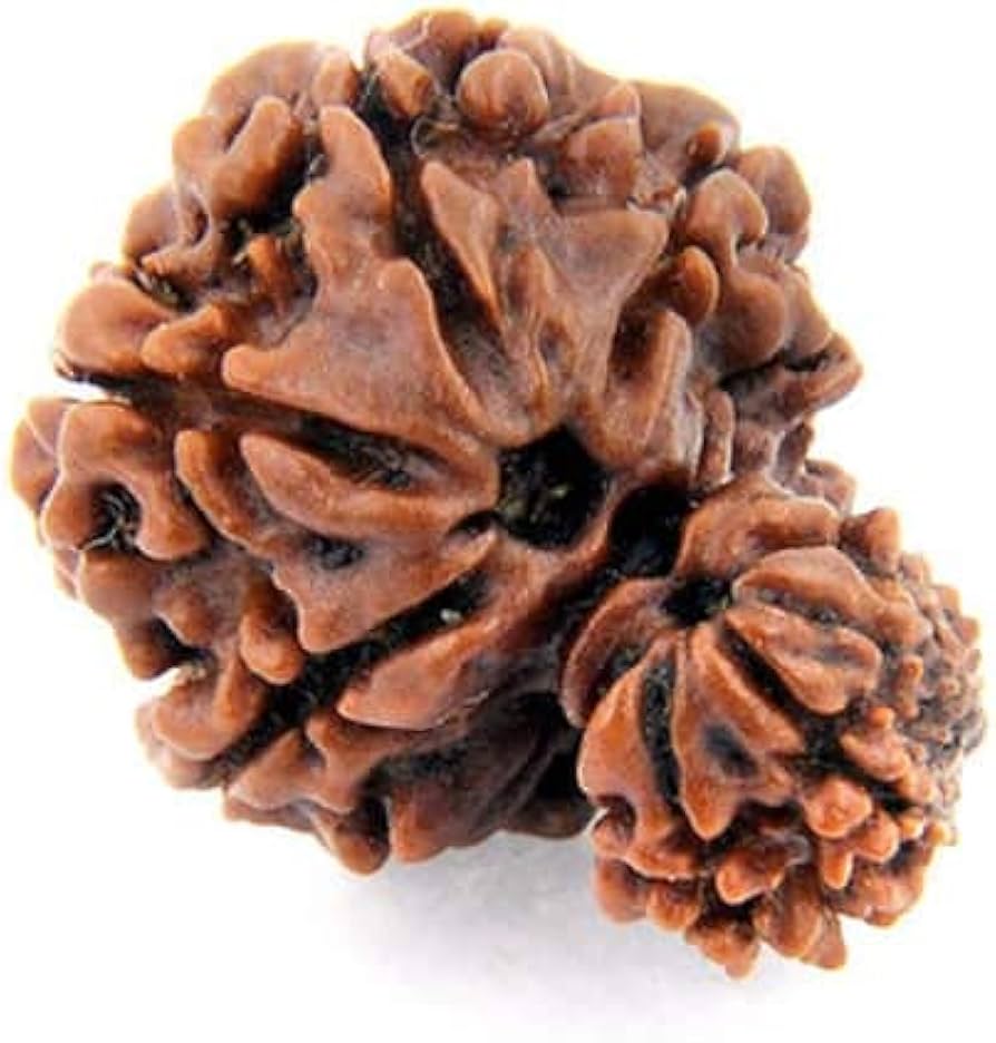 Ramaya Tatva Garbh Gauri Rudraksha – Certified Nepal Origin Mother Child Sacred Bead
