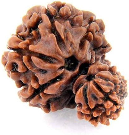 Ramaya Tatva Garbh Gauri Rudraksha – Certified Nepal Origin Mother Child Sacred Bead
