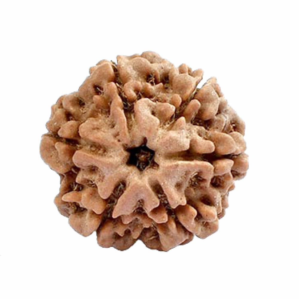 Ramaya Tatva 6 Mukhi Rudraksha – Certified Nepal Origin Six Faced Sacred Bead
