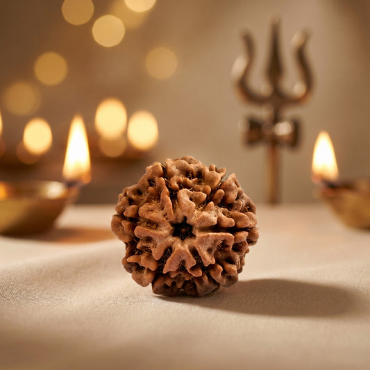 6 Mukhi Rudraksha (Nepal Origin)