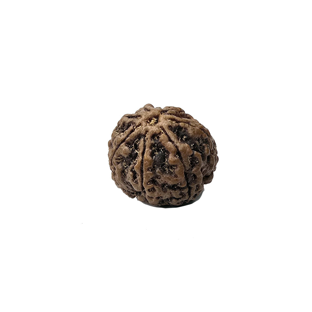 आध्यात्मिक शक्ति और लाभ के लिए (Spiritual benefits of 7 Mukhi Rudraksha)