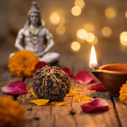 7 Mukhi Rudraksha (Nepal Origin)