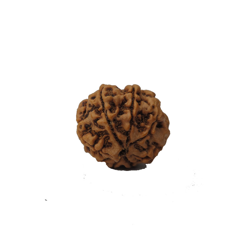 Ramaya Tatva 8 Mukhi Rudraksha – Certified Nepal Origin Eight Faced Sacred Bead
