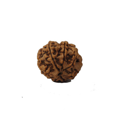 Ramaya Tatva 8 Mukhi Rudraksha – Certified Nepal Origin Eight Faced Sacred Bead

