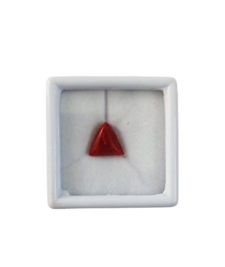 Red Coral Moonga Close-Up – 4.95 Carat Natural Red Coral Deep Red Colour with Certificate | Ramaya Tatva

