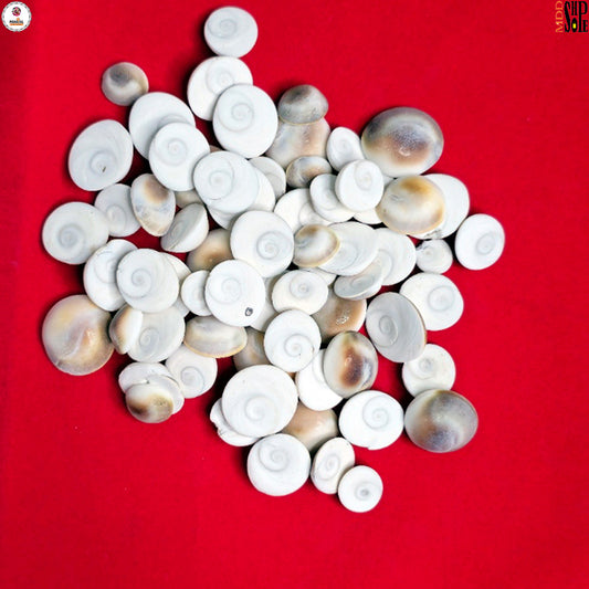 Gomti Chakra – Laxmi Puja