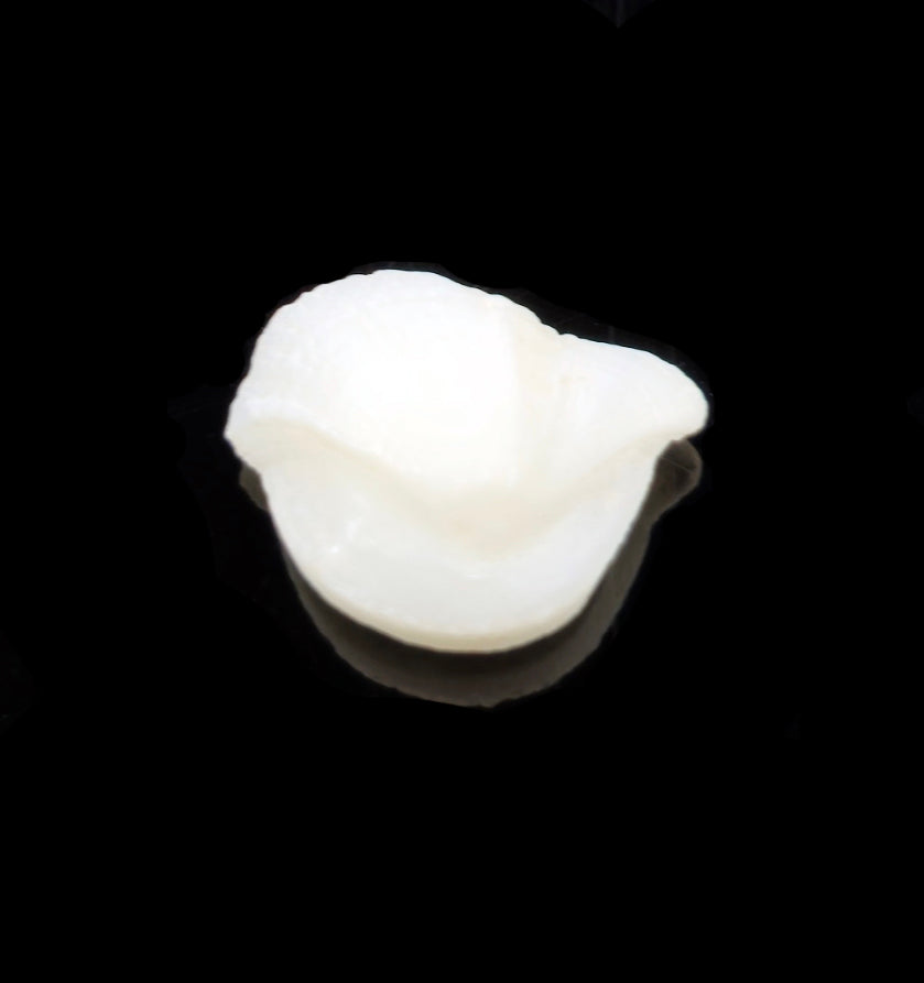Natural Fish Pearl Gemstone Full View – Ramaya Tatva