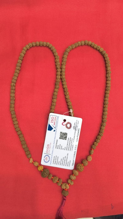 Authentic Rudraksha Siddha Mala 1 to 14 Mukhi Indonesia – Close Up